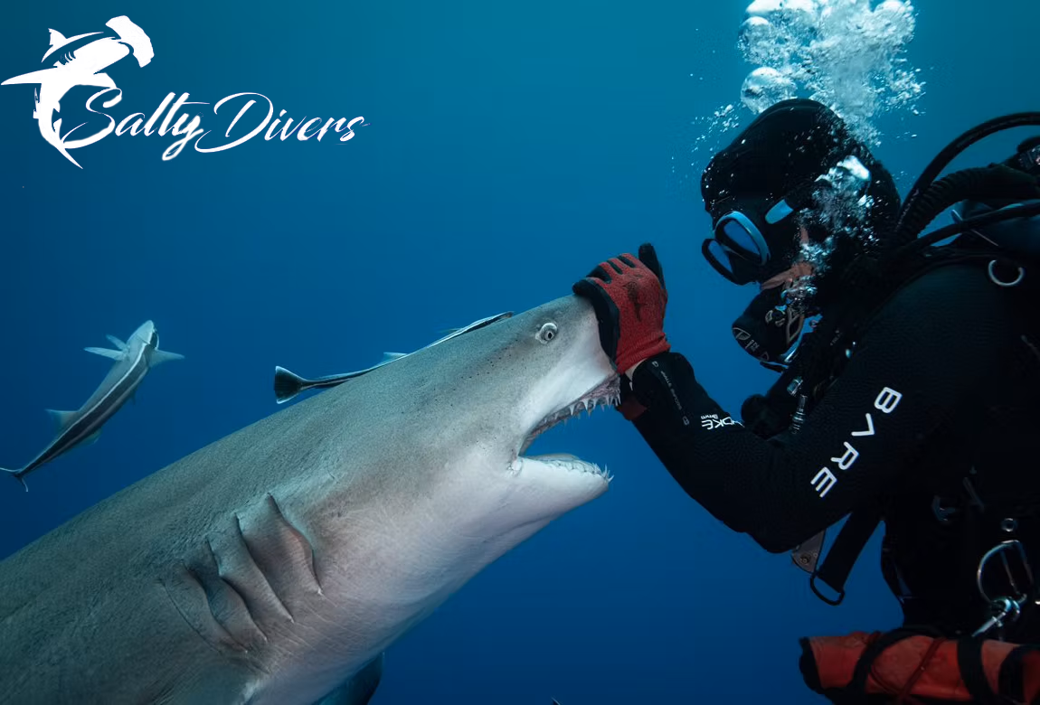 Shark diving in Jupiter Florida with Salty Divers